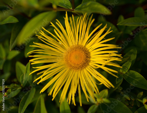 Yellow Ox Eye