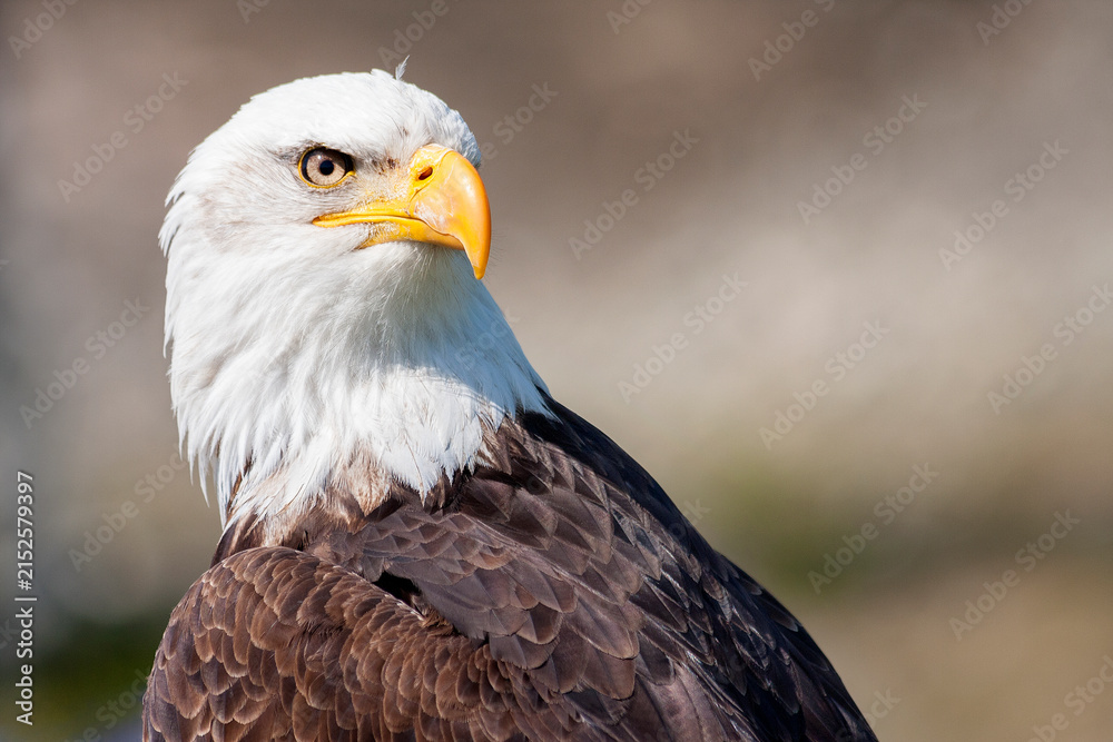 Obraz premium Portrait of a bald eagle in Vancouver, Canada