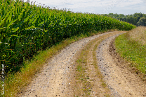 The terrain of countryside in Limburg, Green corn field on the hillside and slope gravel path, Landscape with full grown maize plants in plantation under blue sky, Agriculture industry in Netherlands.