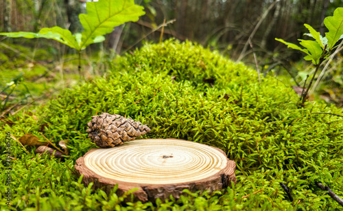 Round wood slice podium with pine cone on moss in forest for natural product display