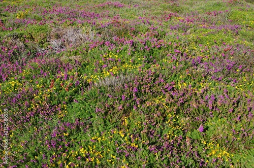 Moor at the Pointe du Toulinguet in Brittany in France, Europe