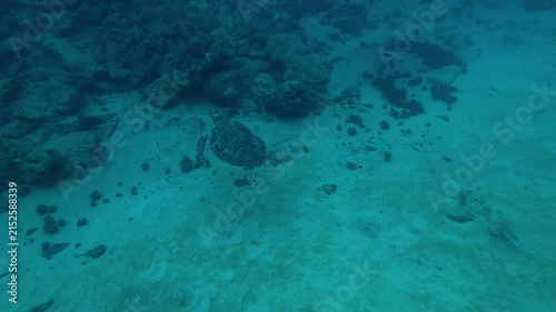 A sea turtle on a coral reef in Puerto Rico 