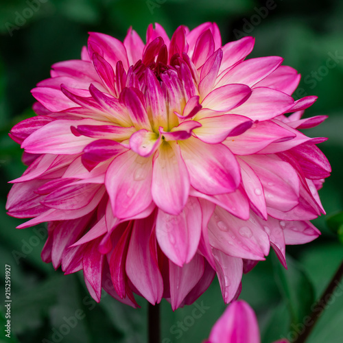 Vibrant pink dahlia bloom with layered petals and dew drops against blurred g...