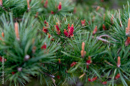 Pine branch with fresh male and female cones in spring, close-up