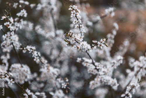 Blooming plum tree with white blossoms on branches in spring