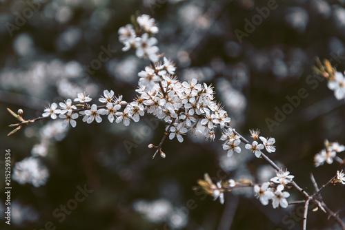 Blooming plum tree with white blossoms on branches in spring