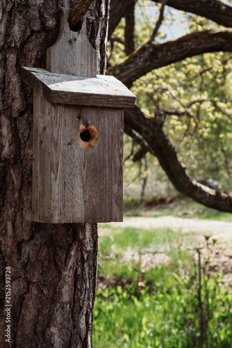 Wooden birdhouse with enlarged entrance hole mounted on tree