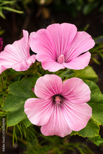 Three pink mallow flowers in full bloom, displaying delicate veined petals and prominent centers against lush green foliage in a summer garden.