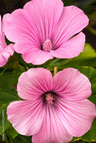 Close-up of pink mallow flowers with delicate dark veins and prominent stamens, surrounded by green foliage in a summer garden.