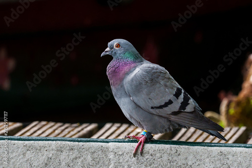 Bild auf Leinwand Rock pigeon perched on a railing in natural light, displaying distinctive gray plumage, vivid green and purple iridescent neck feathers, orange eye and pink feet