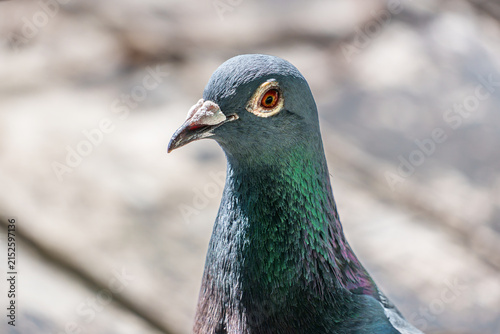 Close-up portrait of a rock pigeon with a vivid orange eye, gray head and shimmering green and purple iridescent neck plumage, photographed in natural light.