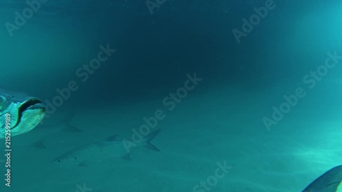Tarpon underwater in Puerto Rico