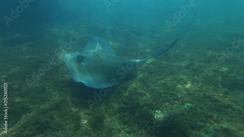 A sting ray on a reef in Puerto Rico 