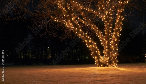 Bare tree trunk and branches covered in glowing, warm lights at night