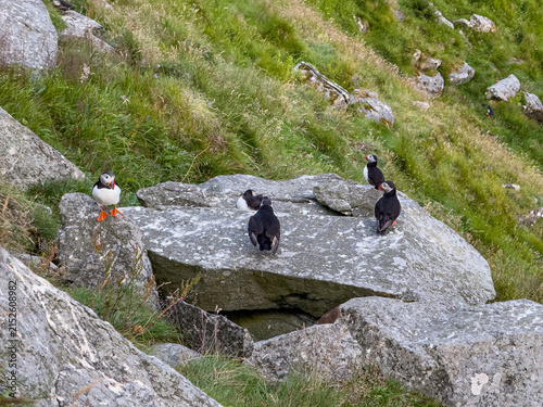 Konstfotografi Atlantic puffins gathered on rocks at the Runde bird cliffs