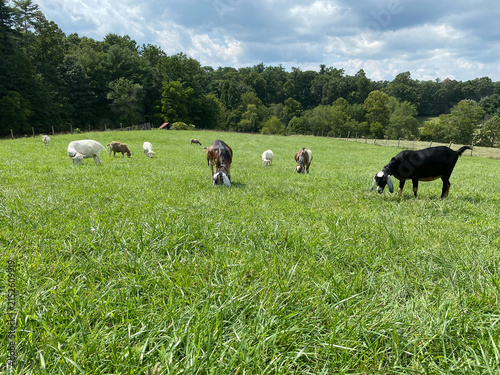 Goats grazing on a hill. Nubian, Saanen and Toggenburg dairy goats were bred for dairy production by Lillian Sandburg. Lineage cared for by Carl Sandburg Home National Historic Site. 