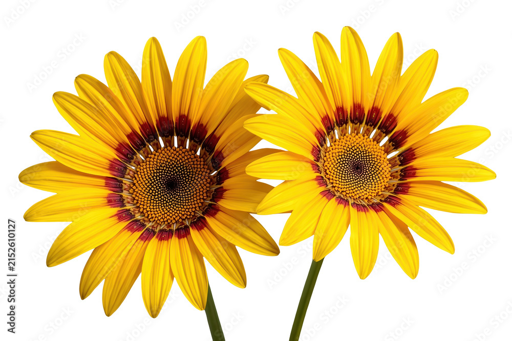 Naklejka premium Two yellow daisy blossoms with broad petals and contrasting circular centers