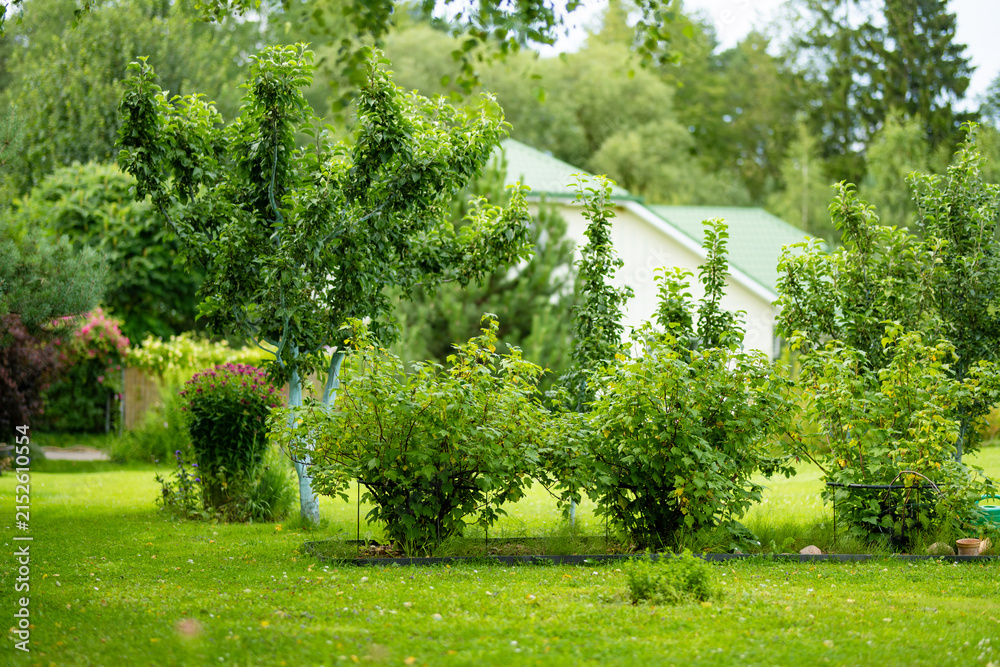 Obraz premium Lush landscaped garden with green lawn, mature trees and ornamental shrubs around a country home. Peaceful summer backyard creates a well maintained natural outdoor living space.