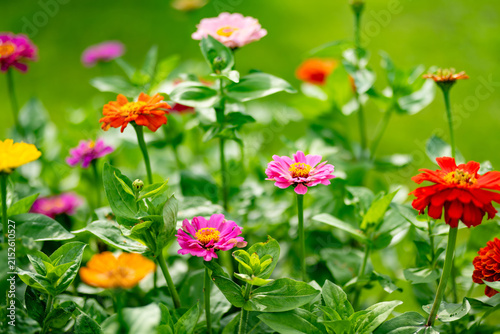 Colorful zinnia flowers blooming in a lush summer garden. Bright pink, orange and red blossoms create a vibrant seasonal floral background.