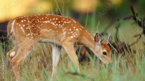 Whitetail Deer (Odocoileus virginianus) fawn in the early morning, July in the Black hills of South Dakota.