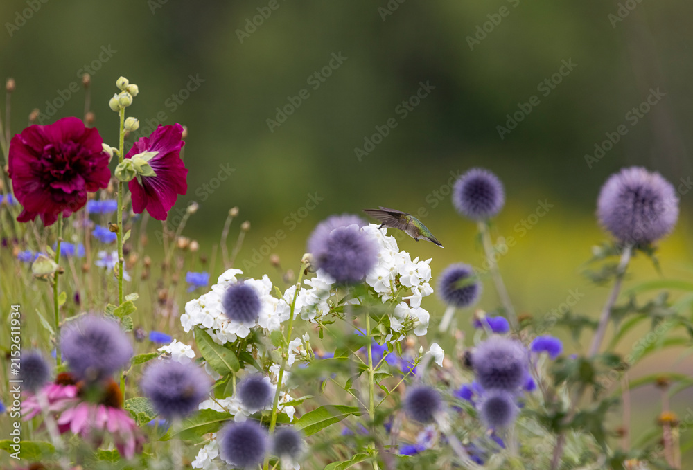 Obraz premium Ruby-throated hummingbird feeding on garden flowers.