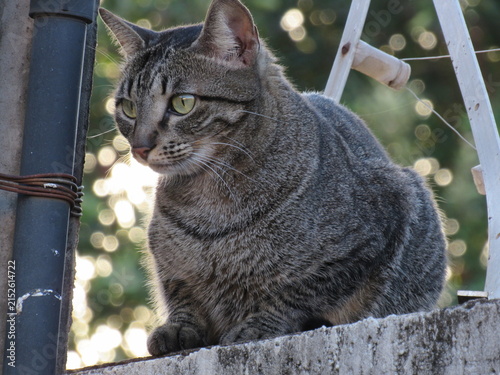 Cuadro en lienzo Um lindo Gatinho.