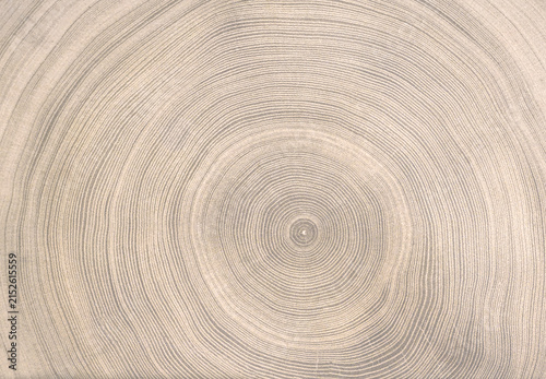 Natural organic boho cut wood texture. Detailed sepia toned felled tree trunk or stump with end grain.. 