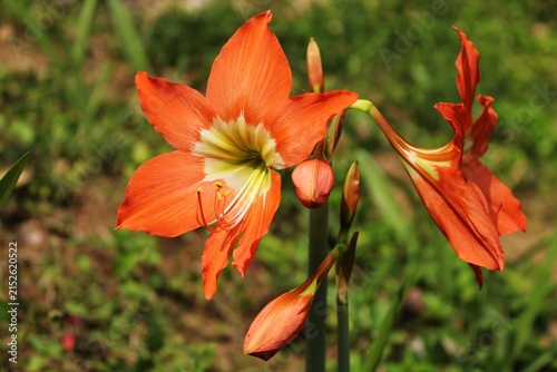 Fotografie Two Vibrant Orange Amaryllis Lily Flowers Blooming Together - Landscape View