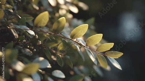 Green leaves with golden sunlight highlights in nature.