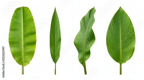 Fresh Tropical Green Banana Leaves Collection Isolated On White