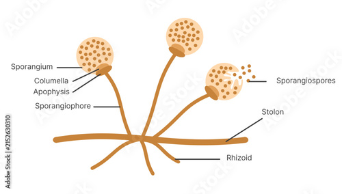 Scientific Illustration of Rhizopus Fungal Structure with Sporangia, Sporangiophores, Stolons, and Rhizoids