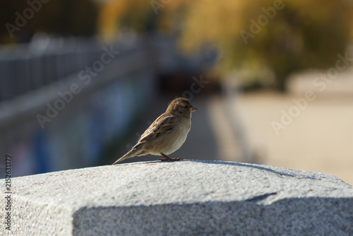 The house sparrow (lat. Passer domesticus), of the sparrow family (Passeridae), female. Samara, Russia, the Middle Volga.