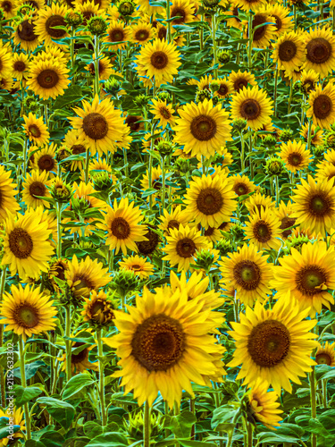 Sunflowers