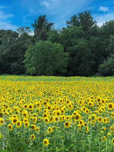 Sunflower Summer