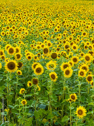 Countless Sunflowers