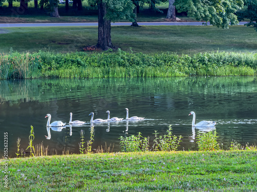 Swans in a Row