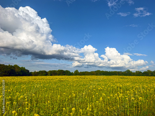 Sunflower Meadow