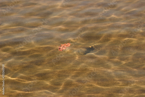 Underwater caustics on a sand river bottom. Volga, Samara, Russia.