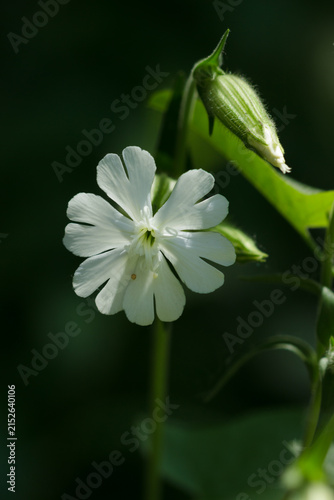 The white campion (lat. Silene latifolia), of the carnation family (Caryophyllaceae). Samara, Russia, the Middle Volga.