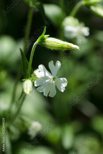 The white campion (lat. Silene latifolia), of the carnation family (Caryophyllaceae). Samara, Russia, the Middle Volga.