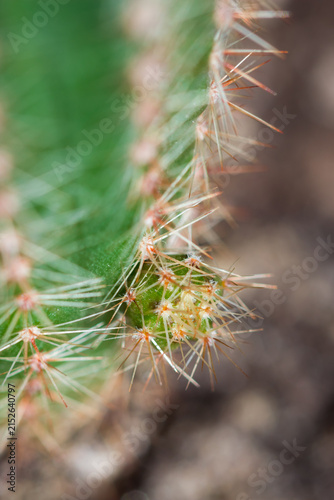 Green baby cactus (Echinopsis sp.).