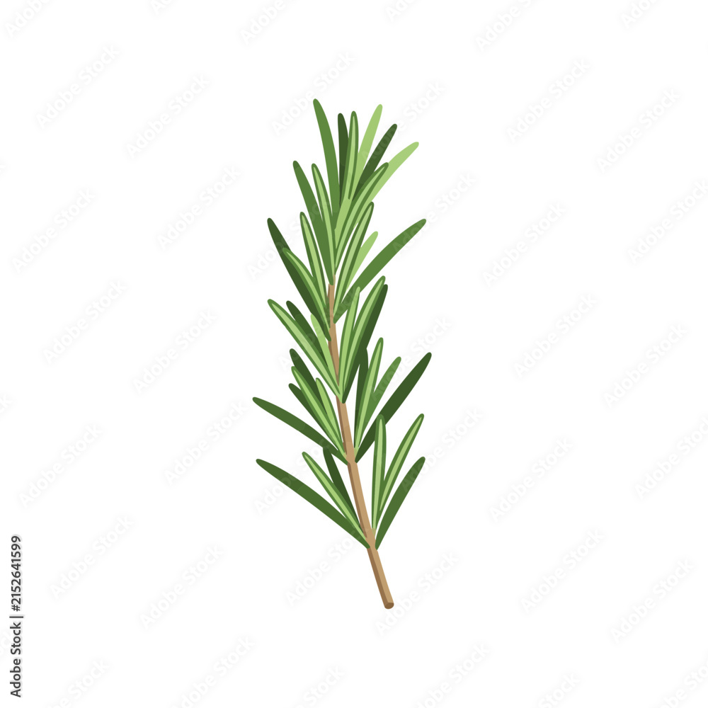Obraz premium Fresh Green Rosemary Sprig Herb Vector Illustration Isolated on White