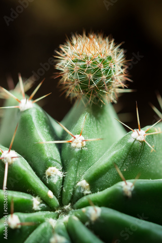 Green baby cactus (Echinopsis sp.).