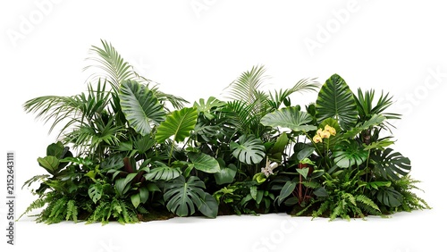 Lush tropical plant arrangement with large green monstera and palm leaves isolated on a plain white background area