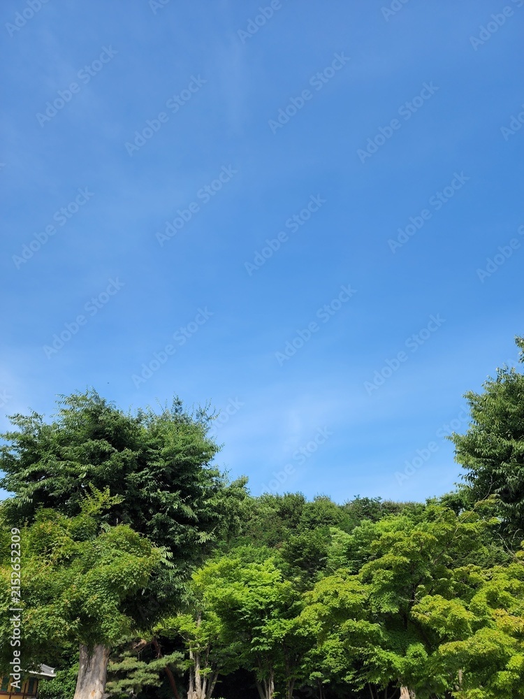 Fototapeta premium forest and sky