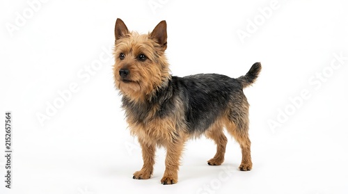Plakat Australian Terrier Standing Studio