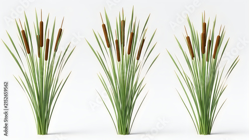 Close-up of cattails growing in nature