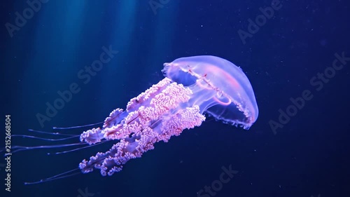 Purple glowing jellyfish swimming in deep blue ocean water.