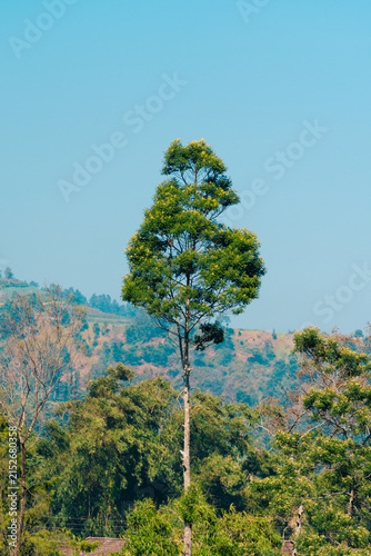 tree in the forest