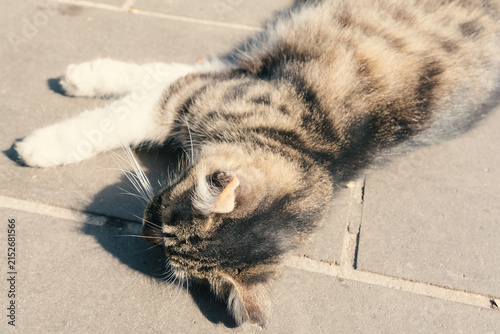 トルコのイスタンブールの野良猫
